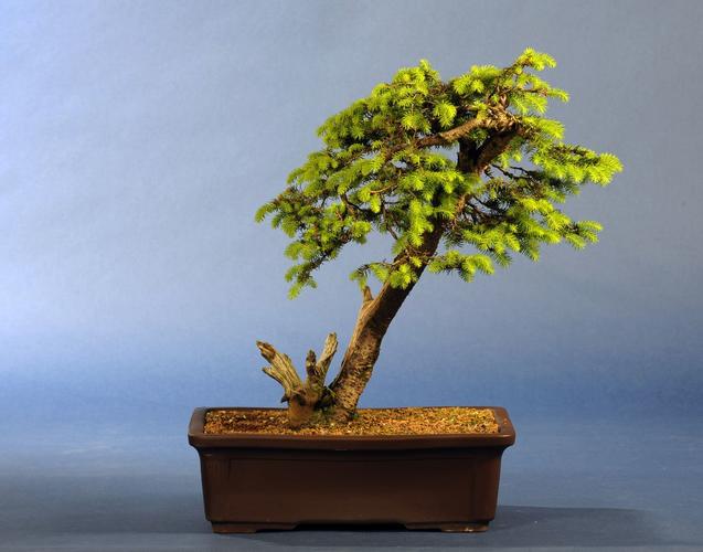 Picea abies