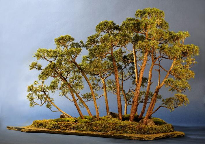 Juniperus chinensis