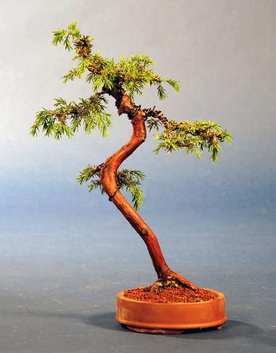 Juniperus spec.