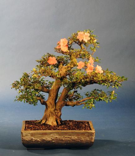 Rhododendron indicum