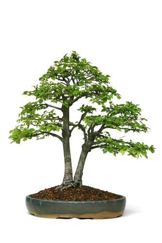 Ulmus minor