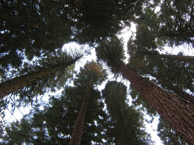 Sequoiafarm Kaldenkirchen 2013