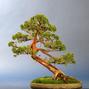 Juniperus chinensis