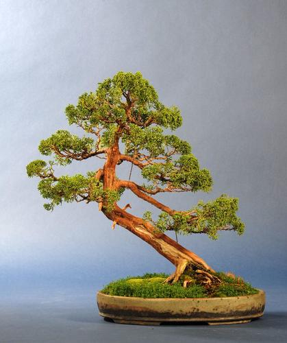 Juniperus chinensis