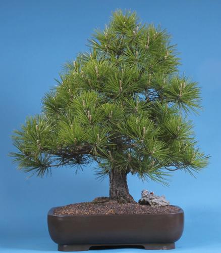 Pinus nigra