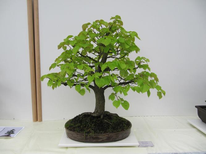 Tilia cordata