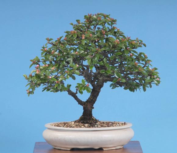 Cotoneaster spec.