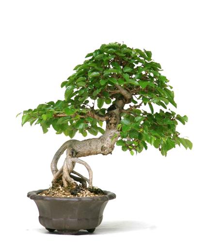 Carpinus turczaninowii