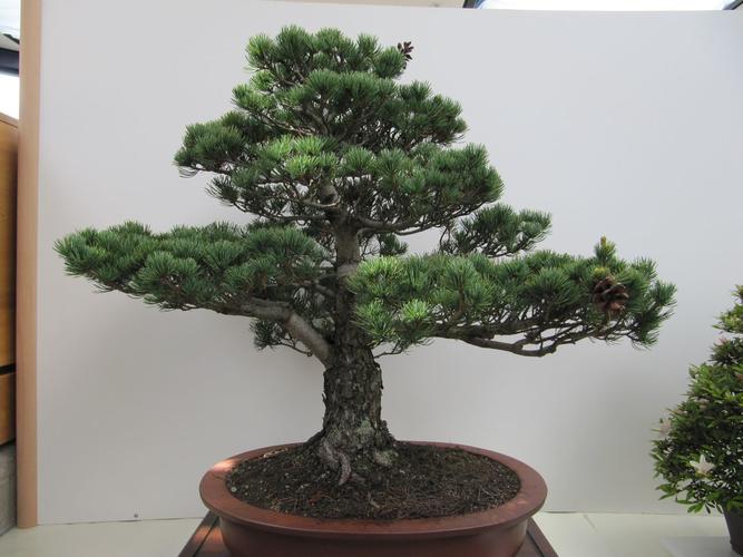 Pinus parviflora