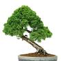 Juniperus chinensis