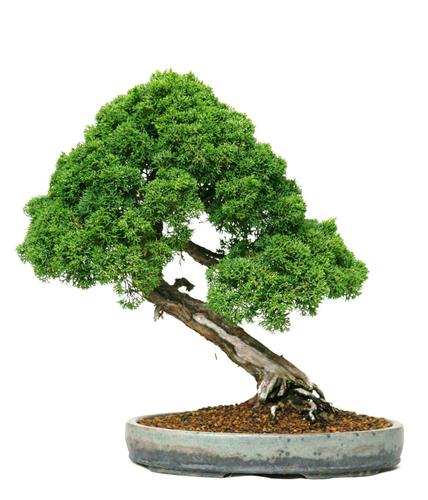Juniperus chinensis