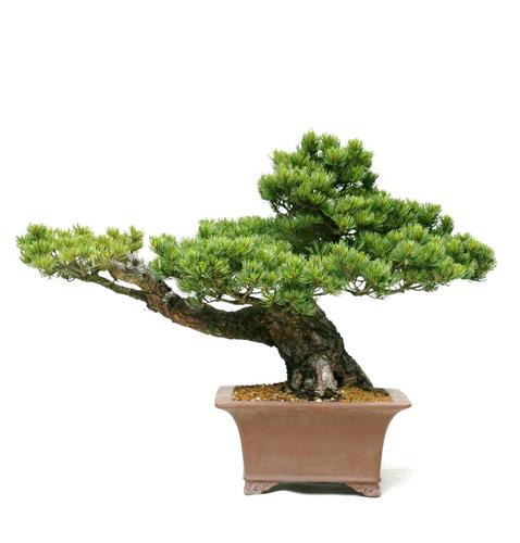 Pinus parviflora