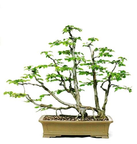 Ulmus minor