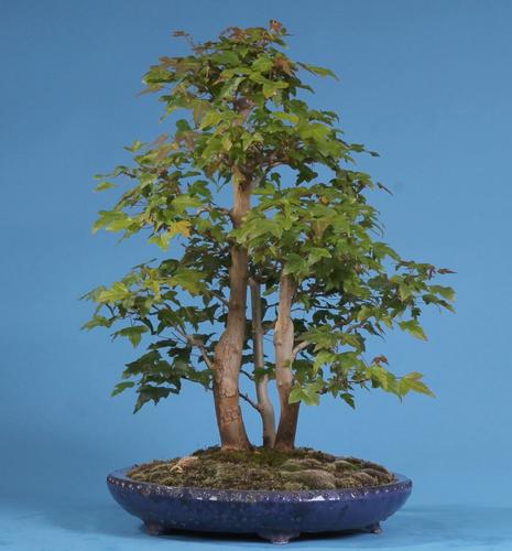 Acer buergerianum