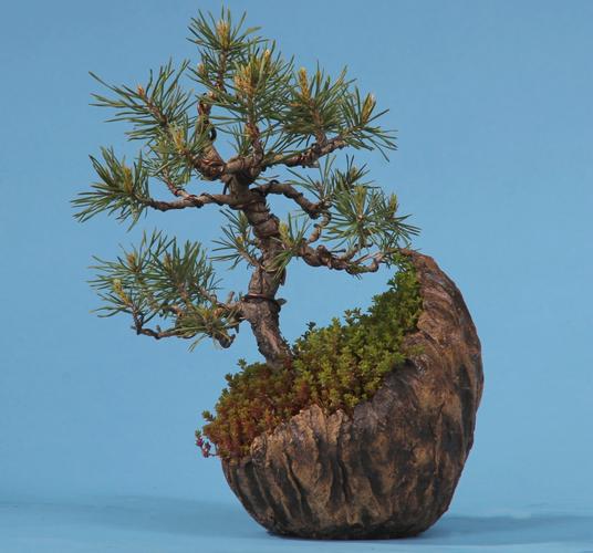 Pinus sylvestris
