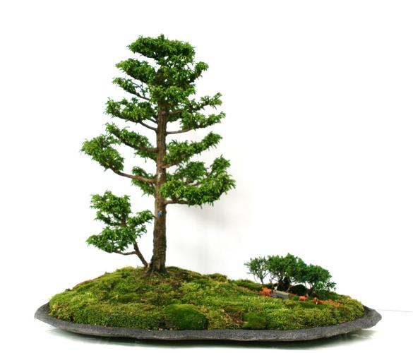 Cryptomeria japonica