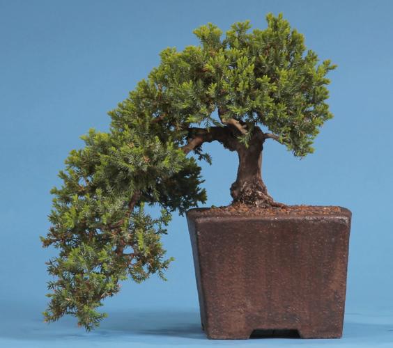 Juniperus procumbens 'Nana'