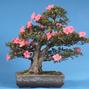 Rhododendron indicum 'Wakaebisu'