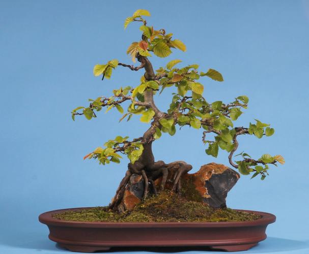 Carpinus betulus