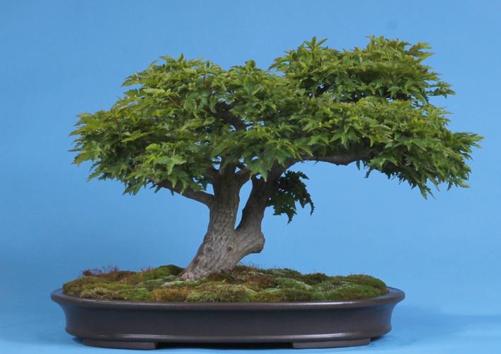 Acer palmatum 'Shishigashira'