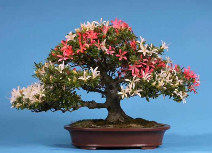 Rhododendron indicum 'Nisho-no-Hikari'