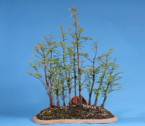 Metasequoia glyptostroboides