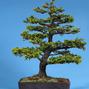 Picea jezoensis