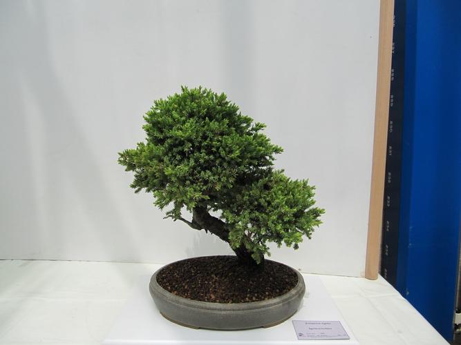 Juniperus rigida