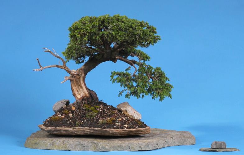 Juniperus communis 'Corielagan'
