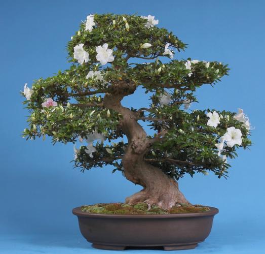 Rhododendron indicum 'Kaho'