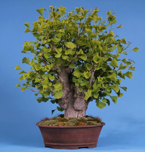 Ginkgo biloba