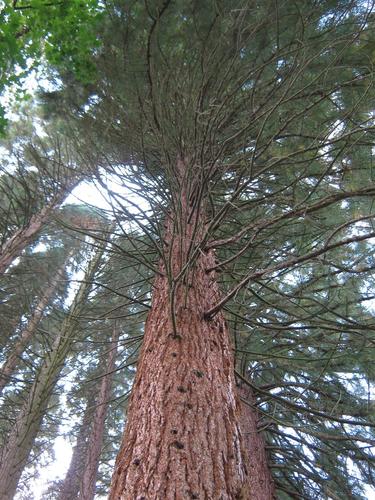 Sequoiafarm Kaldenkirchen 2013