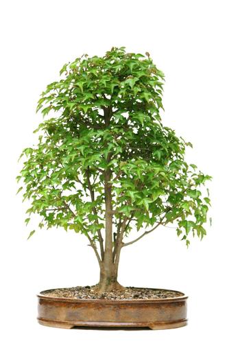 Acer buergerianum