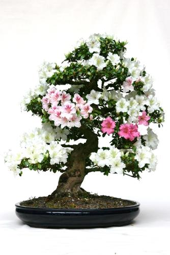 Rhododendron indicum