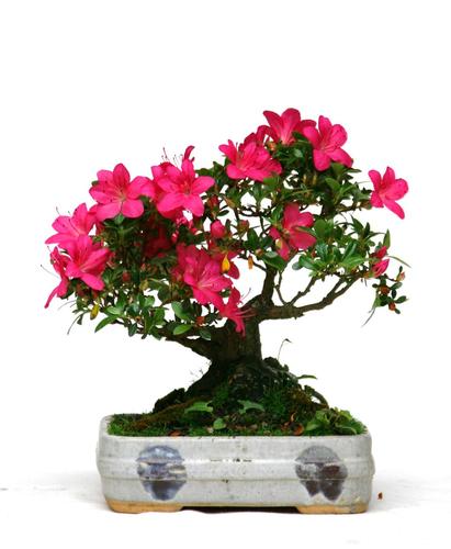 Rhododendron indicum