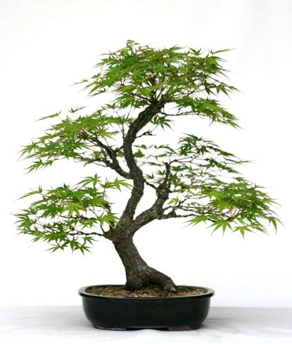 Acer palmatum 'Arakawa'
