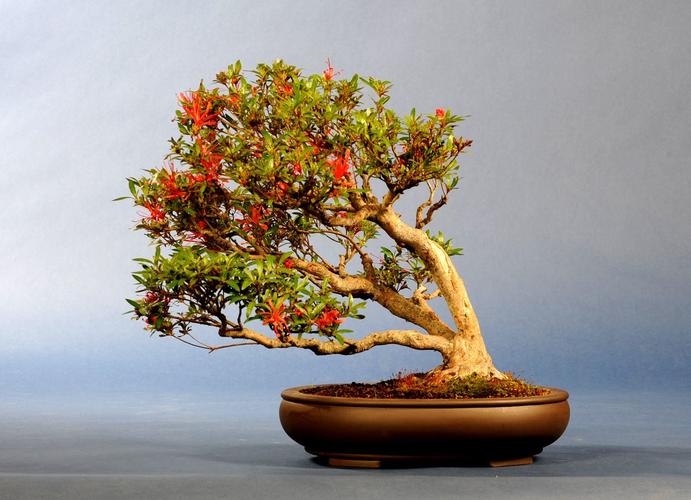 Rhododendron indicum
