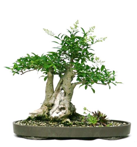 Ligustrum vulgare