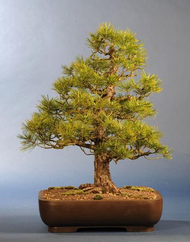 Pinus nigra