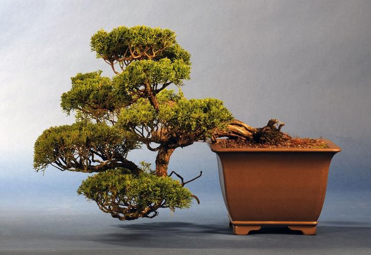 Juniperus chinensis