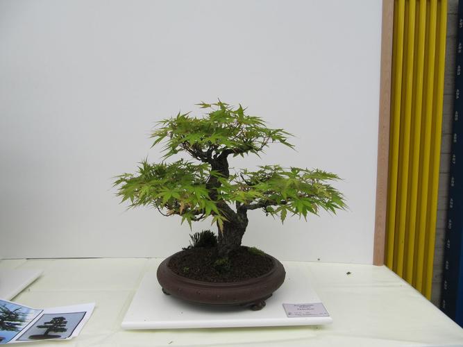 Acer palmatum 'Arakawa'