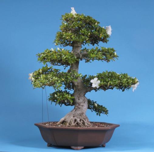Rhododendron indicum 'Kaho'