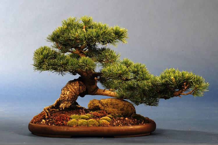 Pinus parviflora