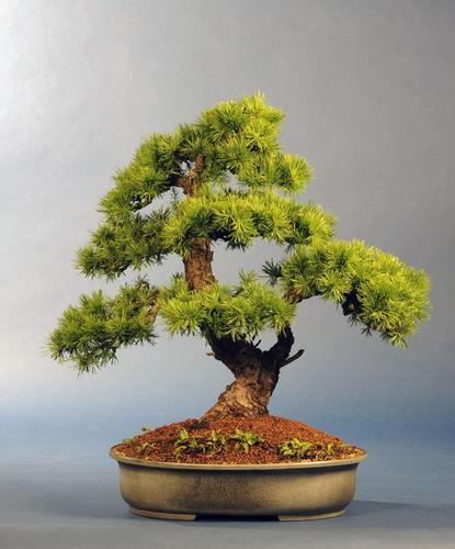Larix spec.