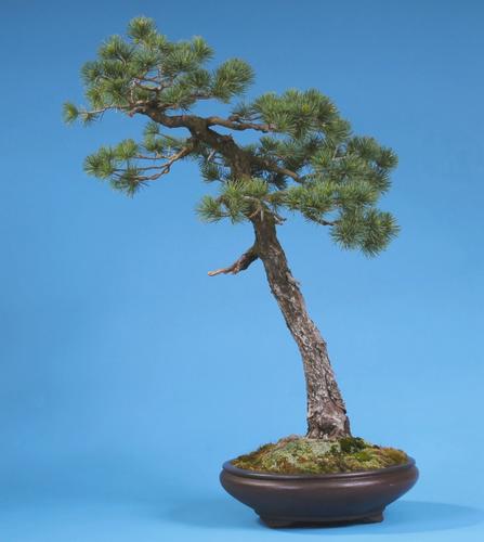 Pinus parviflora
