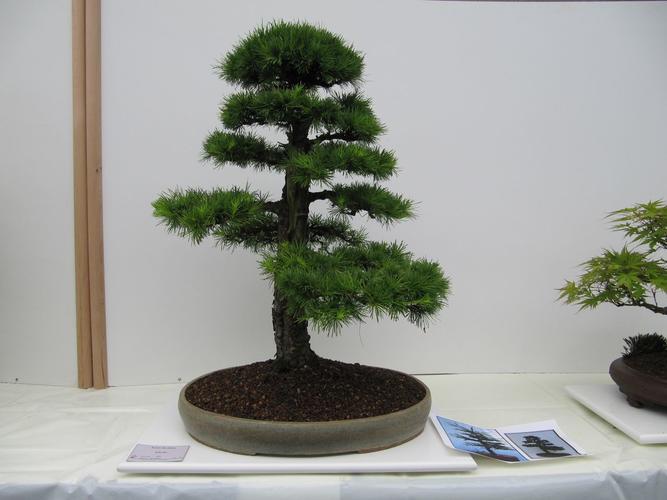 Larix decidua