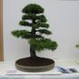 Larix decidua