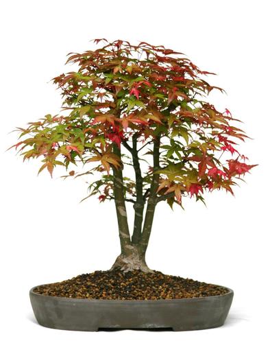 Acer palmatum 'Deshojo'