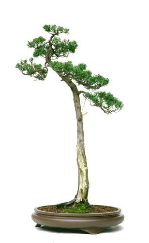 Juniperus chinensis