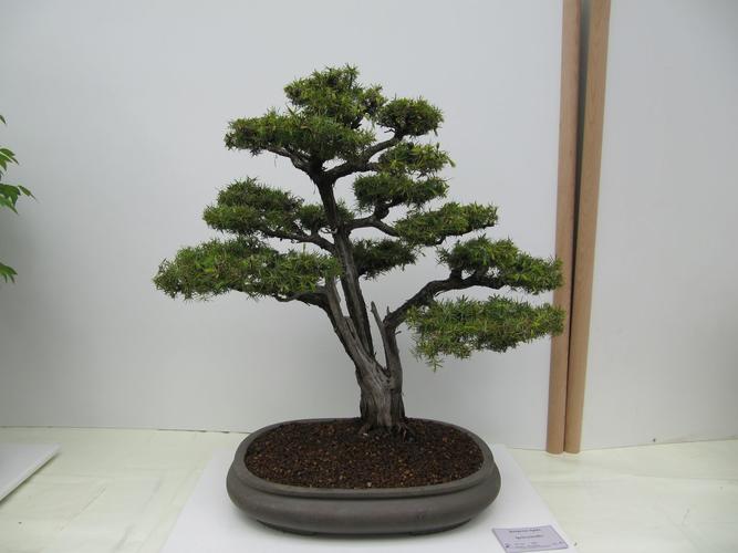 Juniperus rigida